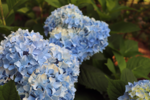 Blue flowers on UConn campus